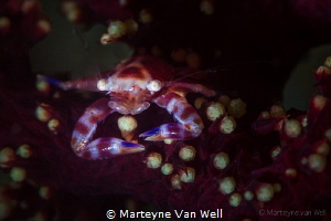 Porcelain crab in soft coral by Marteyne Van Well 
